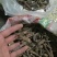宜宾红皮仙茅