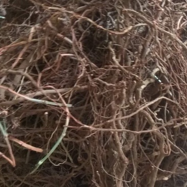 陕西关中地区野生茜草，根药材，质量好