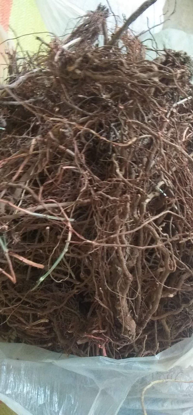 陕西关中地区野生茜草，根药材，质量好
