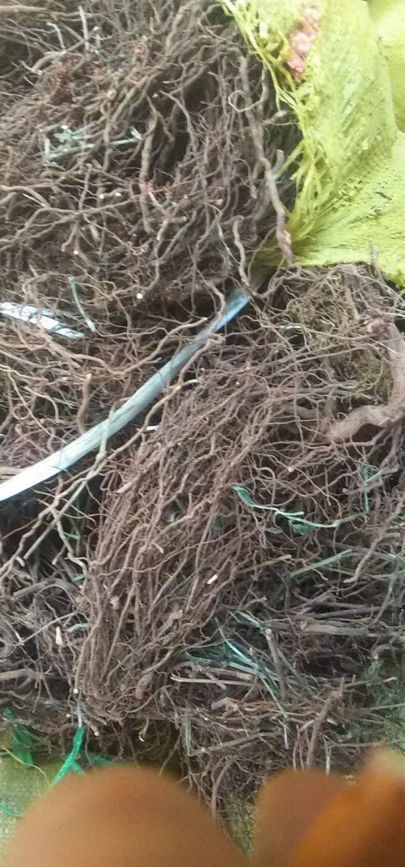 陕西关中地区野生茜草，根药材，质量好
