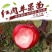 红肉苹果苗品种保证包成活包邮