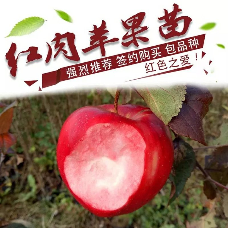 红肉苹果苗品种保证包成活包邮