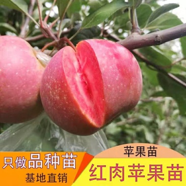红肉苹果苗品种保证包成活包邮