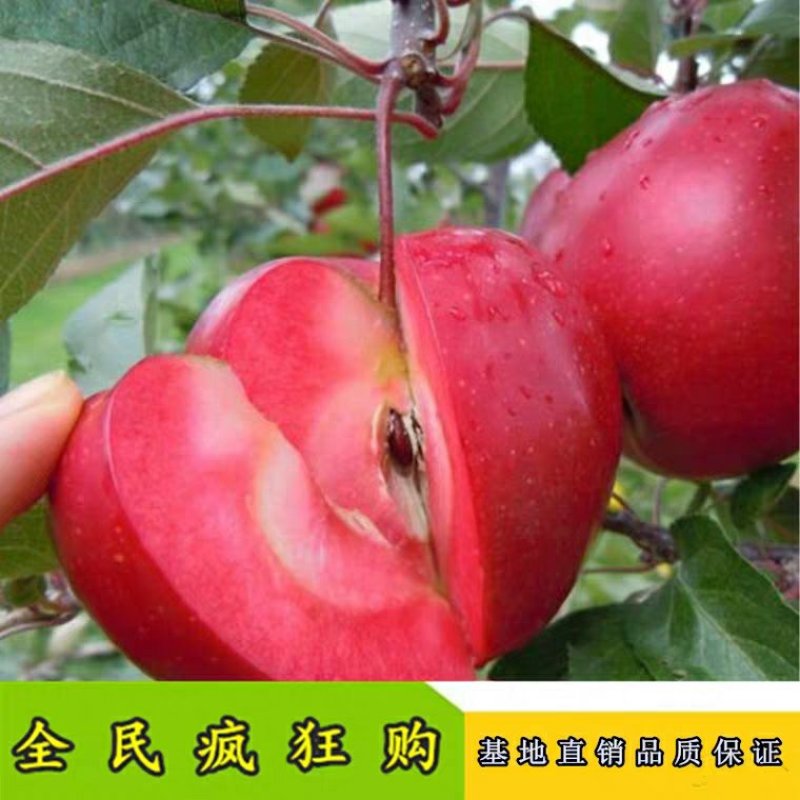 红肉苹果苗品种保证包成活包邮