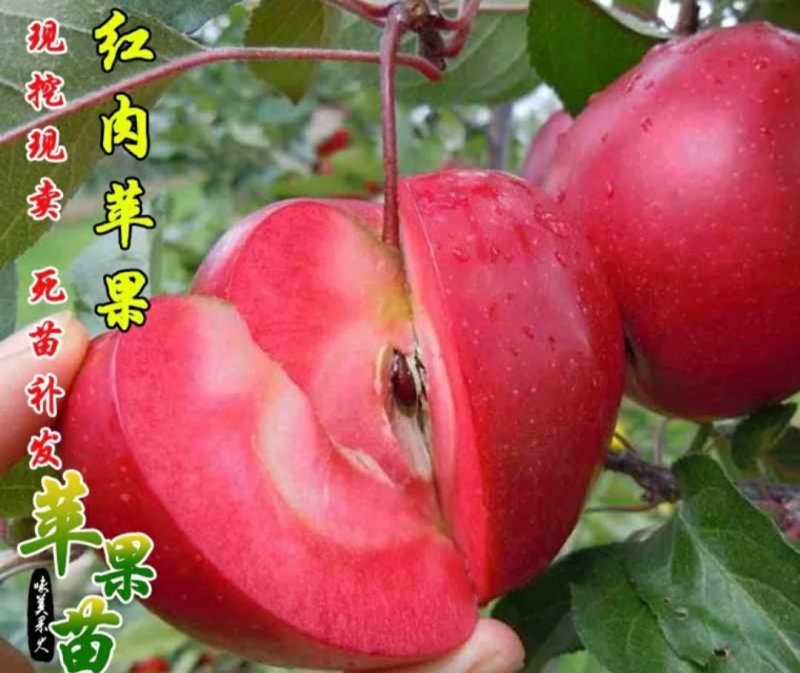 红肉苹果苗品种保证包成活包邮