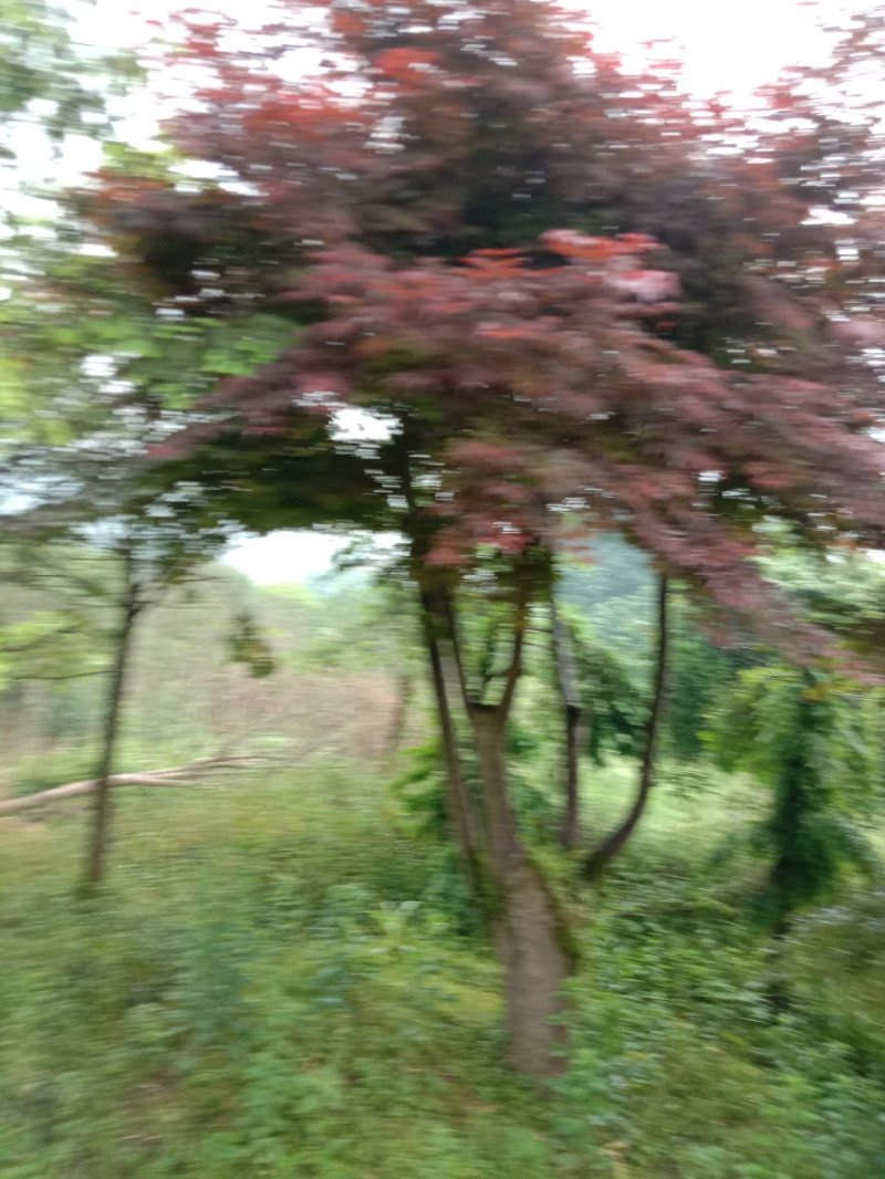 红枫盆景