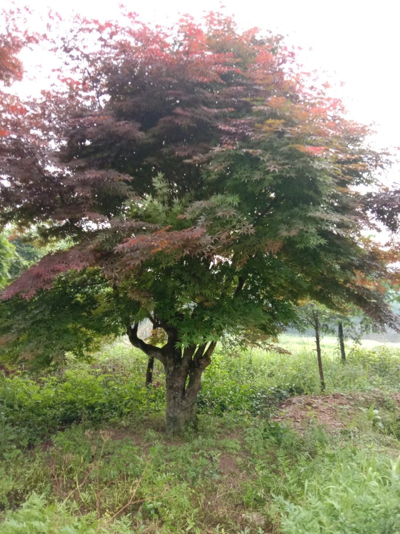 红枫盆景