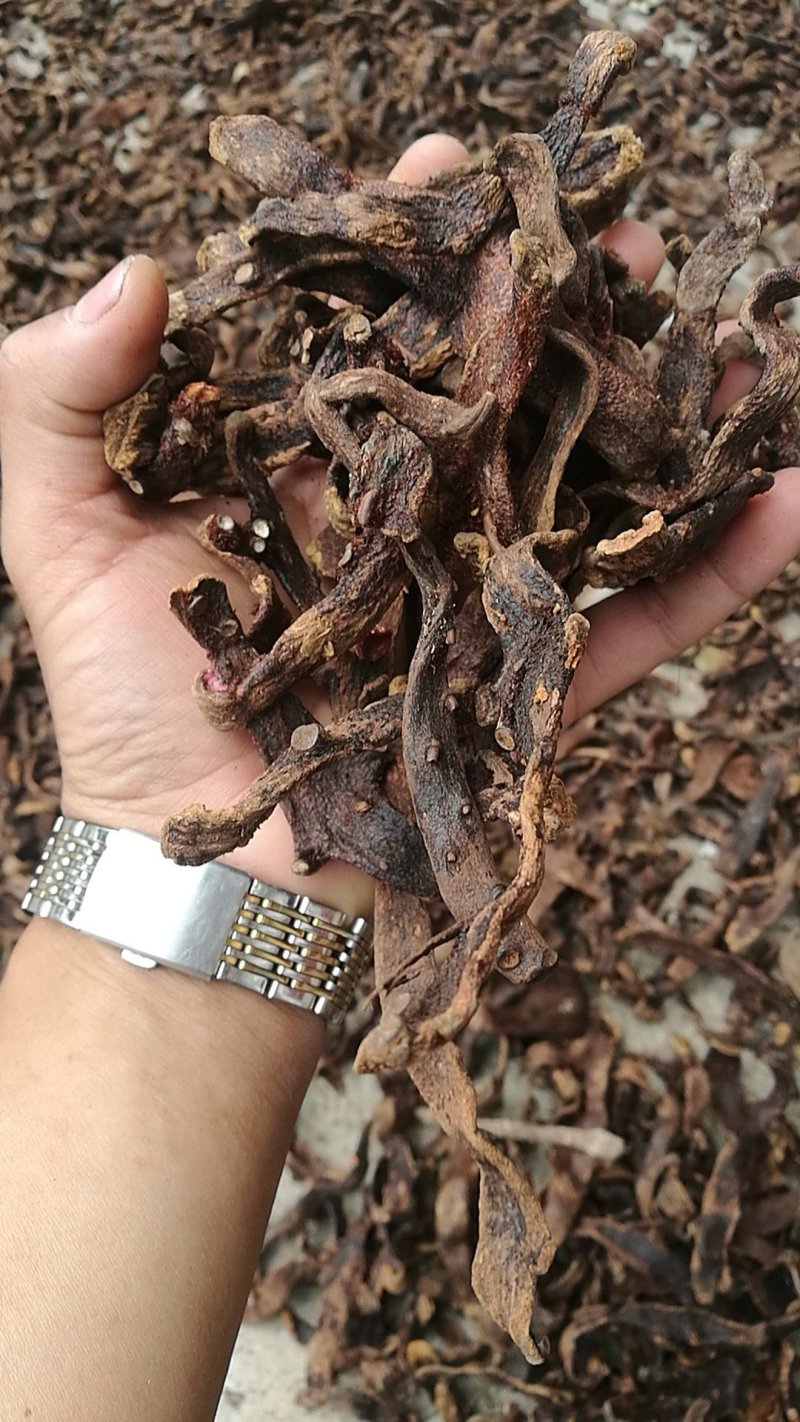贵州骨碎补爬岩姜毛姜脱毛个子货大量批发含量足