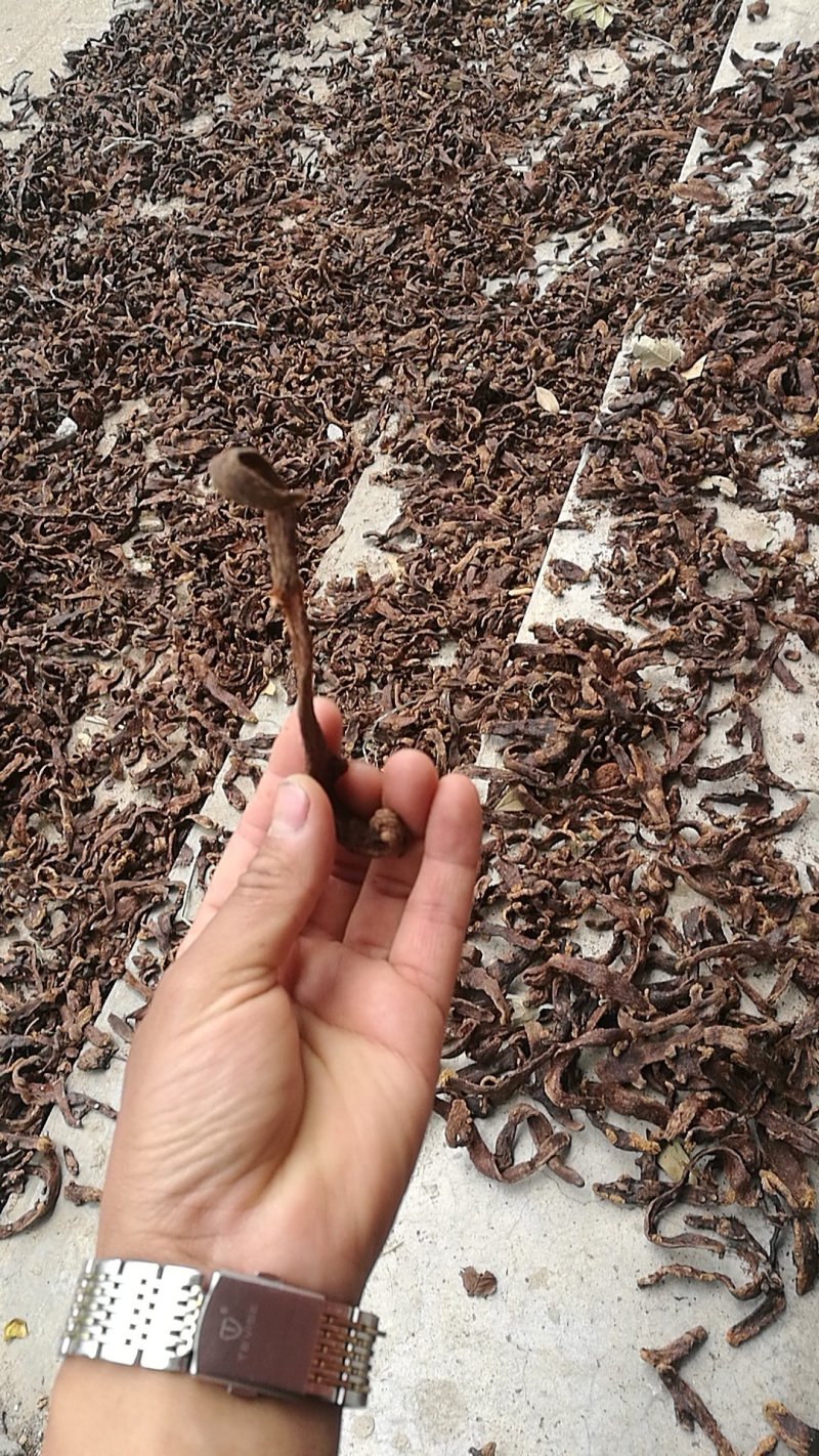 贵州骨碎补爬岩姜毛姜脱毛个子货大量批发含量足