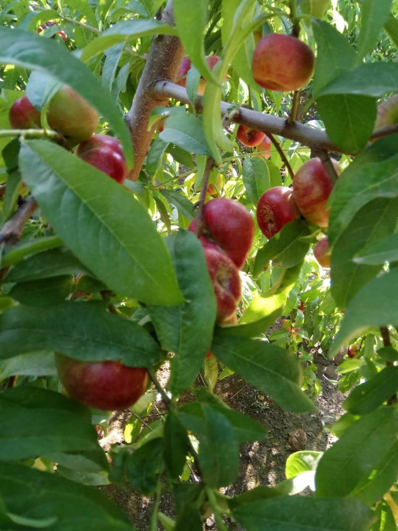 小油蟠油桃