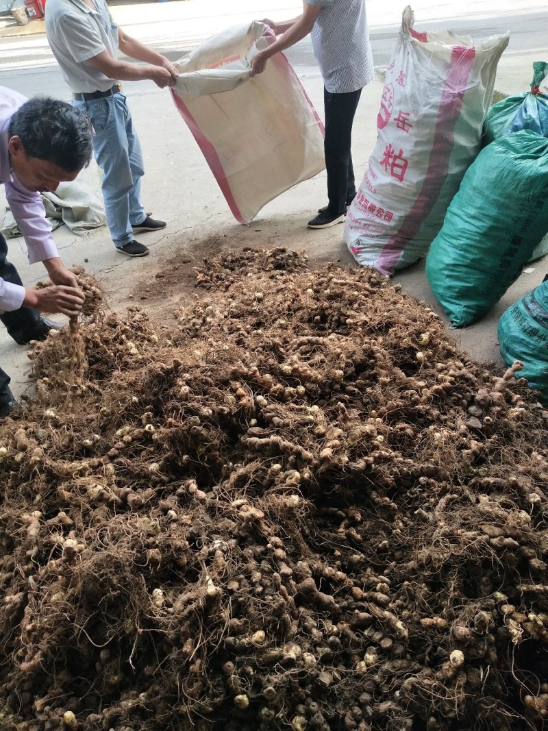 姜型多花黄精