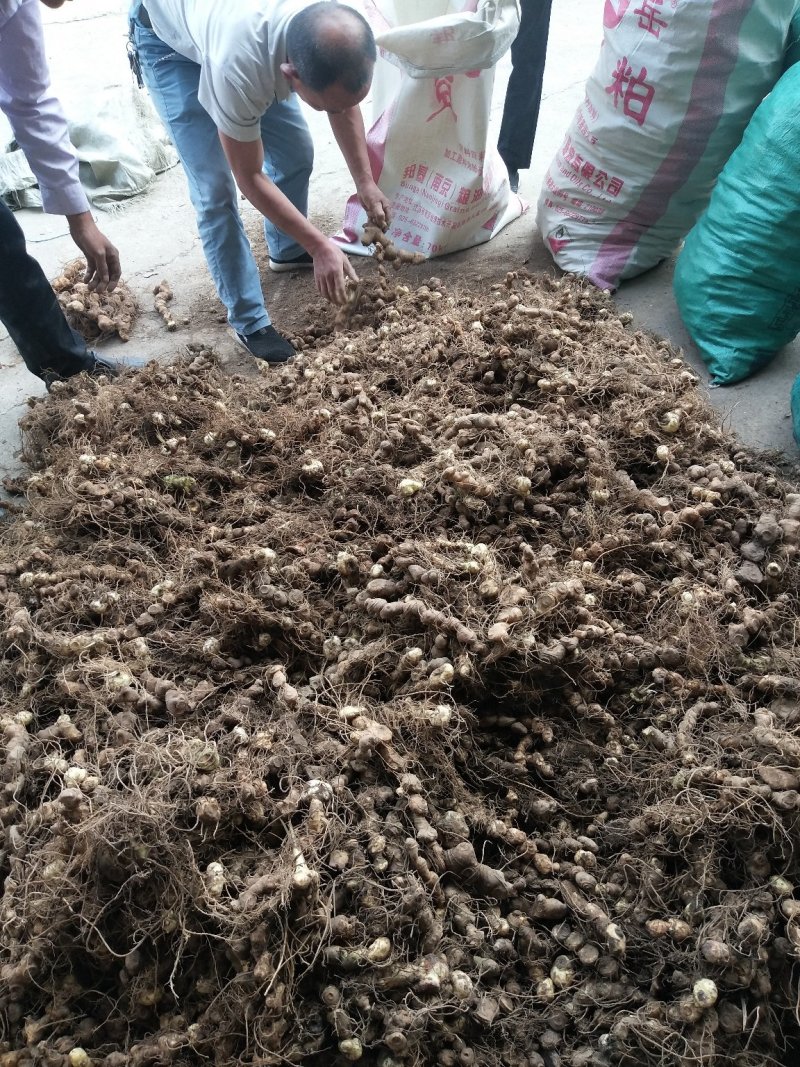 姜型多花黄精