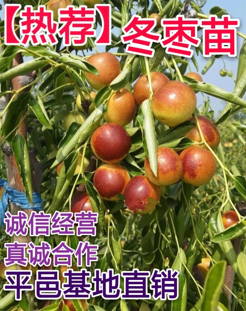 2代冬枣树苗改良新品果个大甜度高包邮