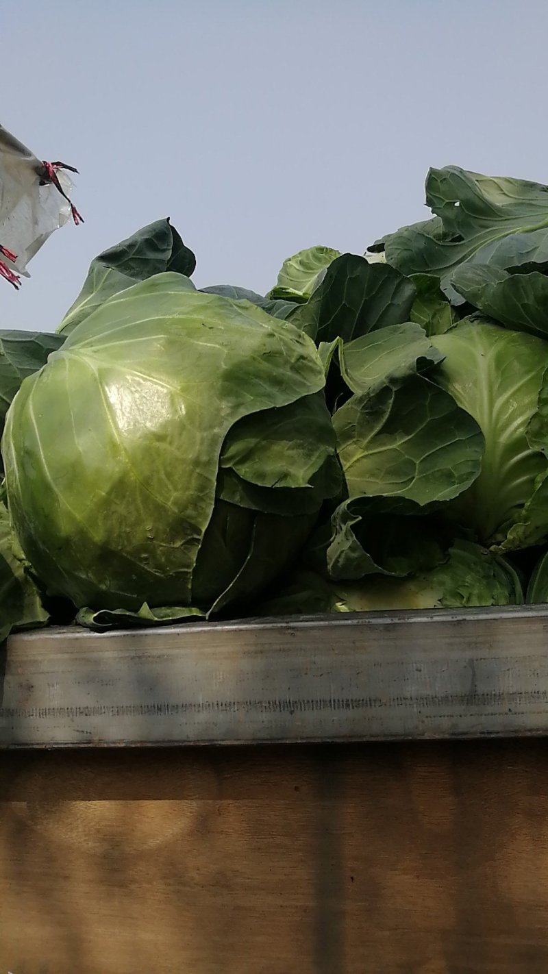基地一手脱水甘蓝，量大价低