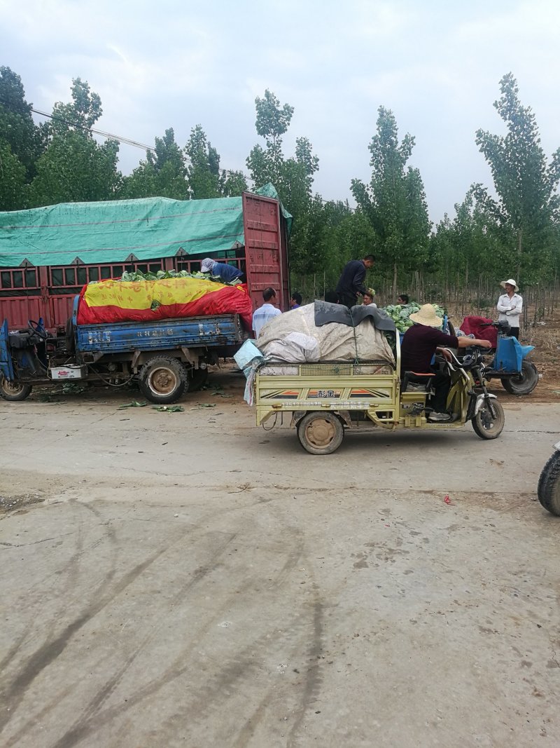 基地一手脱水甘蓝，量大价低