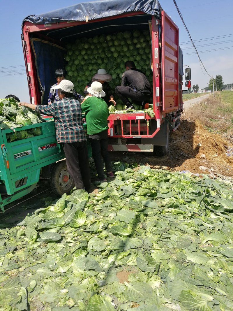 基地一手脱水甘蓝，量大价低