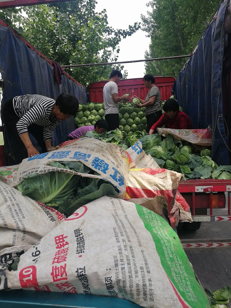 基地一手脱水甘蓝，量大价低