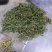 金银花产地价需要的请下单
