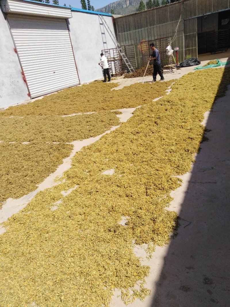 金银花产地价需要的请下单