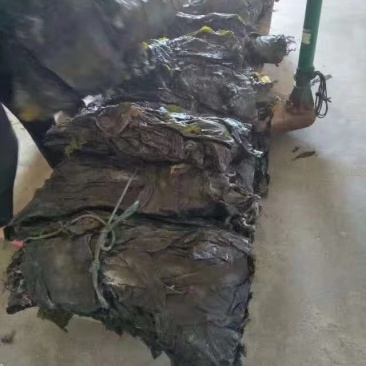 福建东吴挂晒无沙干海带产地直供