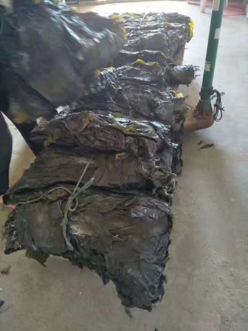 福建东吴挂晒无沙干海带产地直供