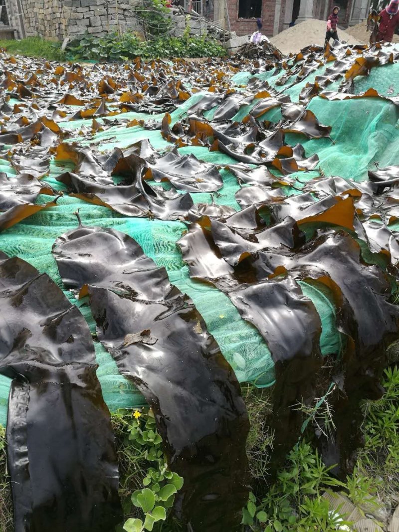 福建东吴挂晒无沙干海带产地直供