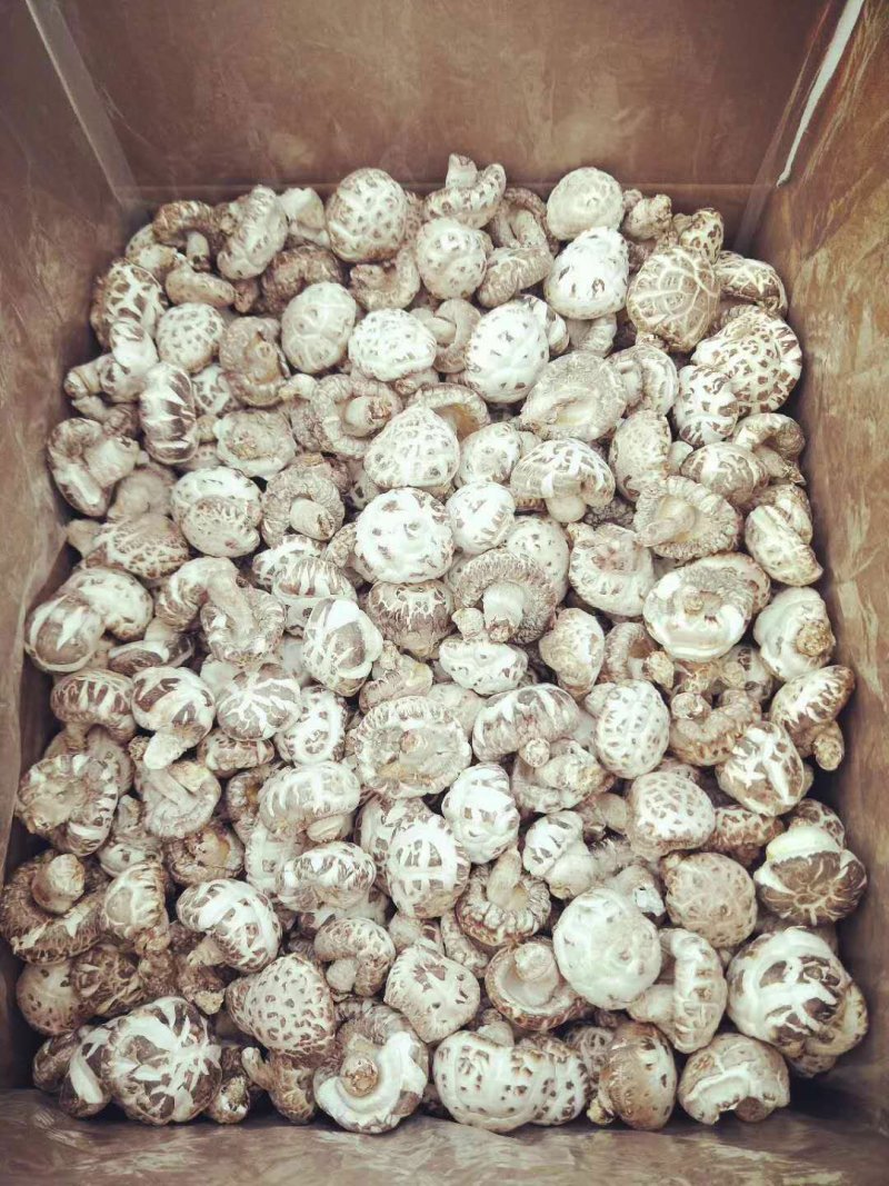 优质花菇大量供货50斤起批常年经营保证质量