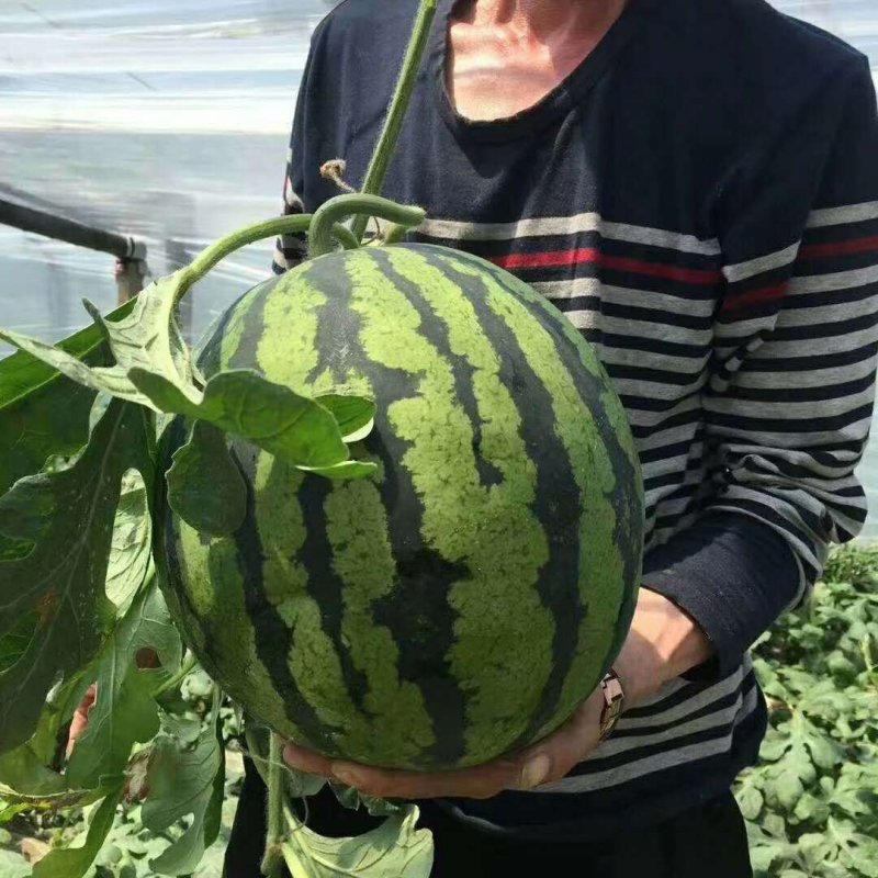 甜王西瓜10斤打底9成熟1茬