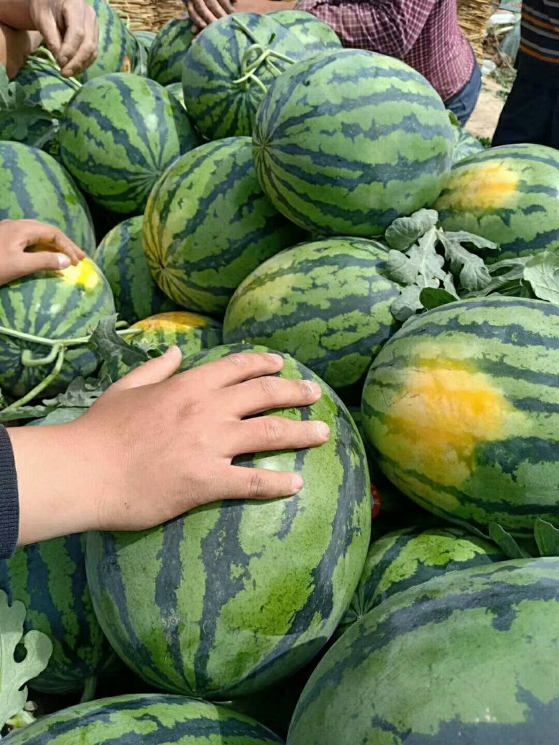 【精品】聊城甜王西瓜皮薄肉甜口感好产地直供大量有货