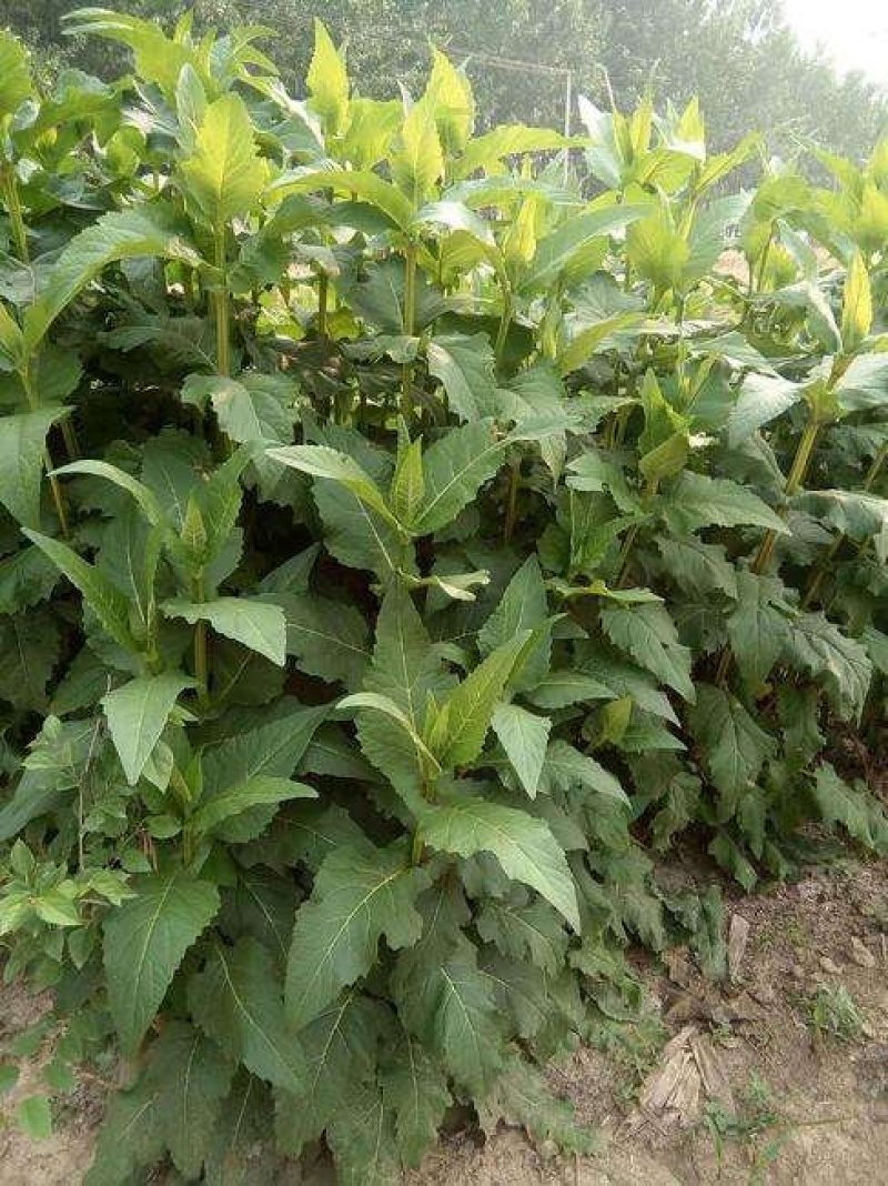 串叶松香草种子多年生牧草种子厂家直销欢迎咨询