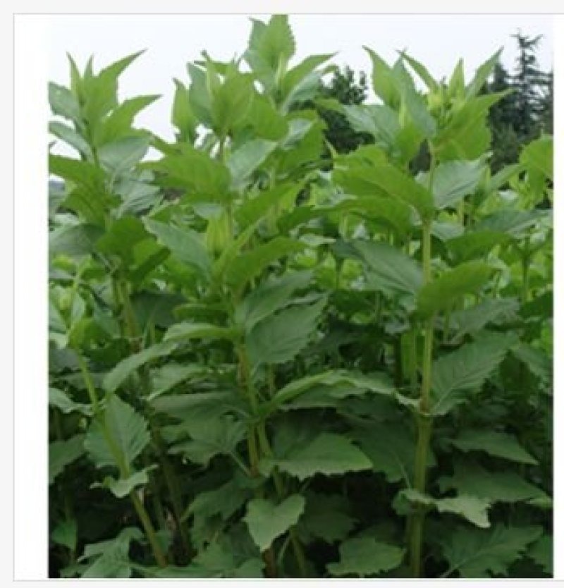 串叶松香草种子多年生牧草种子厂家直销欢迎咨询