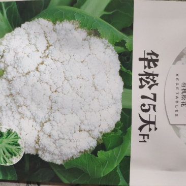 华松松花菜种子75天春秋两用杂交种，有机松花种子