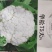 华松松花菜种子75天春秋两用杂交种，有机松花种子