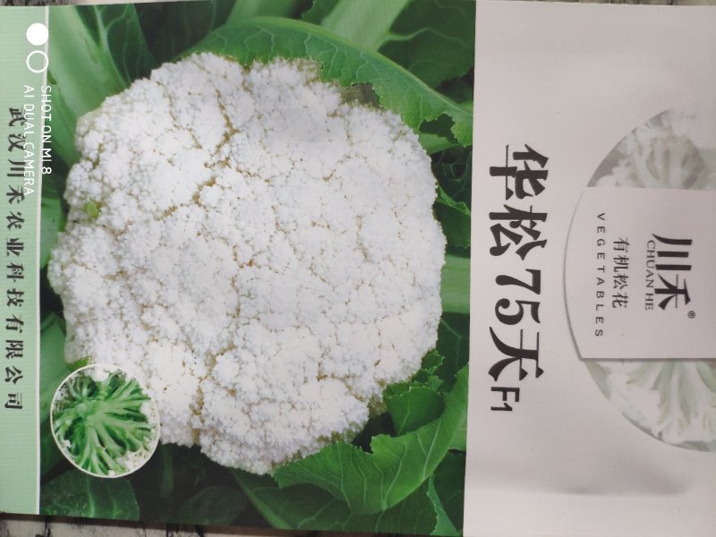 华松松花菜种子75天春秋两用杂交种，有机松花种子