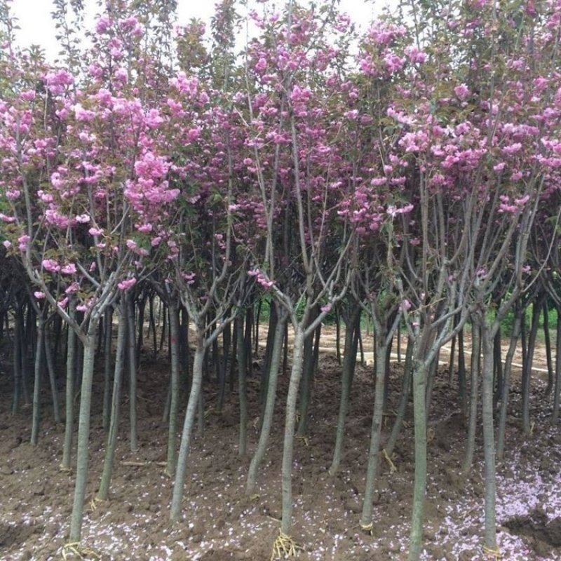 樱花树苗嫁接樱花苗日本樱花早樱晚樱小苗盆栽庭院绿化苗