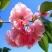 樱花树苗嫁接樱花苗日本樱花早樱晚樱小苗盆栽庭院绿化苗