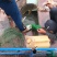 贵州野生鲤鱼