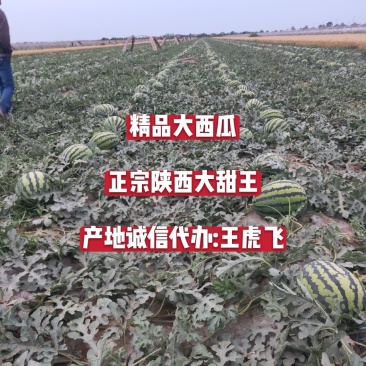 精品优质无公害陕西蒲城甜王西瓜