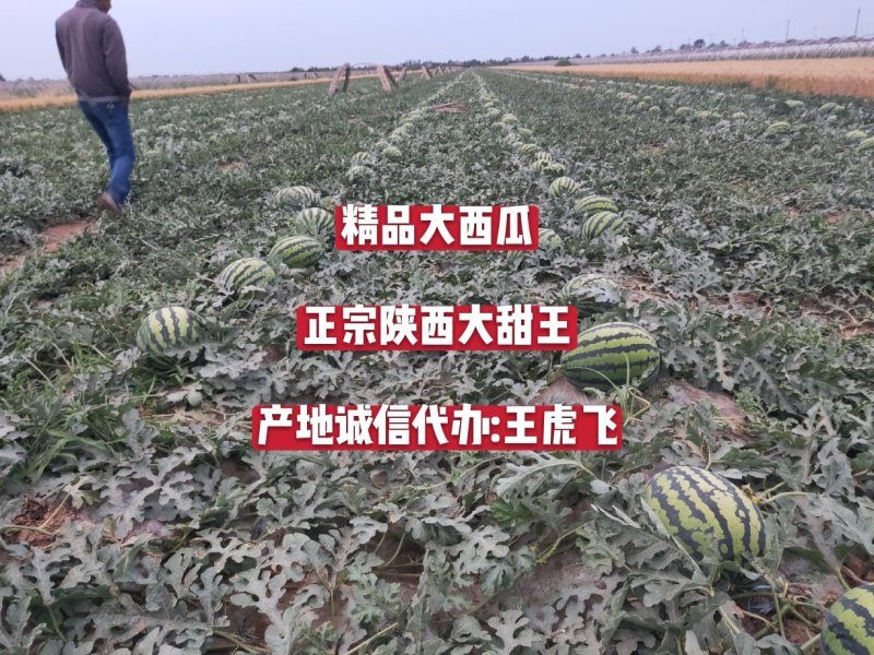 精品优质无公害陕西蒲城甜王西瓜