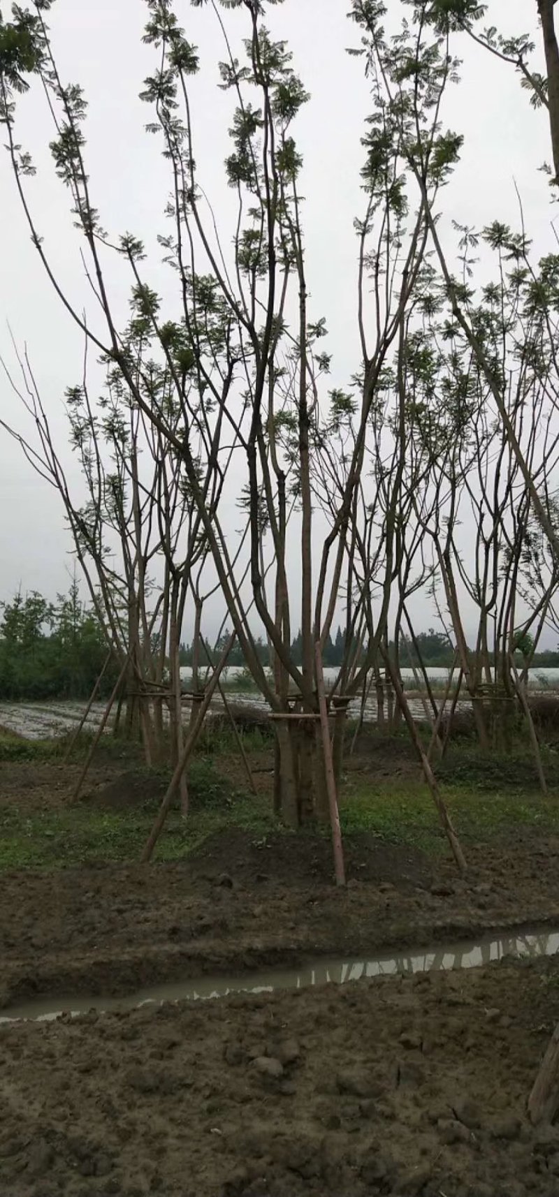 丛生红榉4-5杆10-15公分红榉，单干12--20