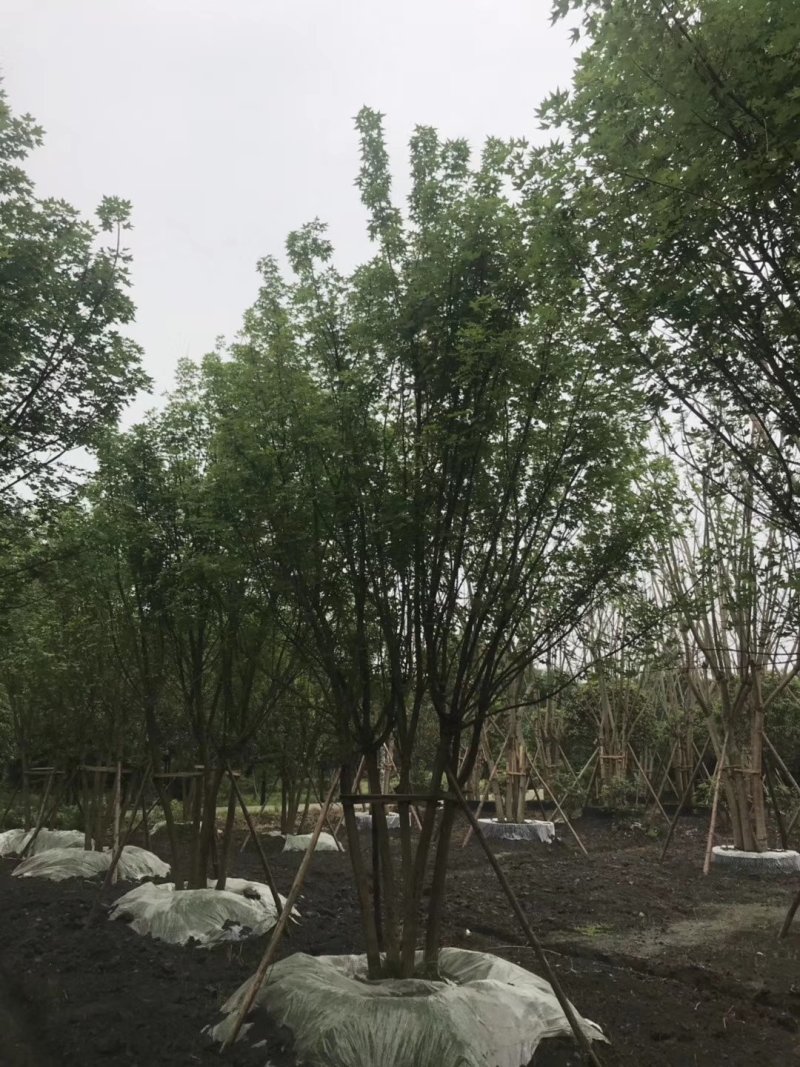 丛生红榉4-5杆10-15公分红榉，单干12--20