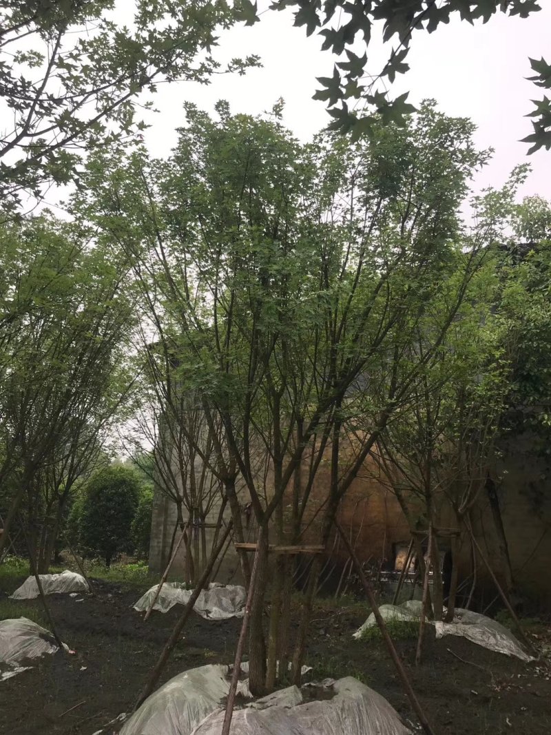 丛生红榉4-5杆10-15公分红榉，单干12--20