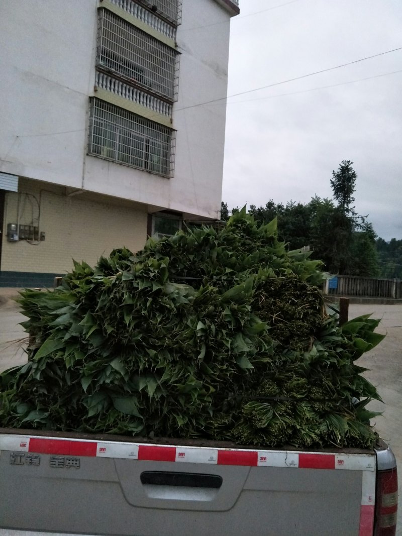 新鲜天然粽叶