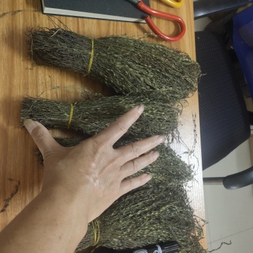 独脚金