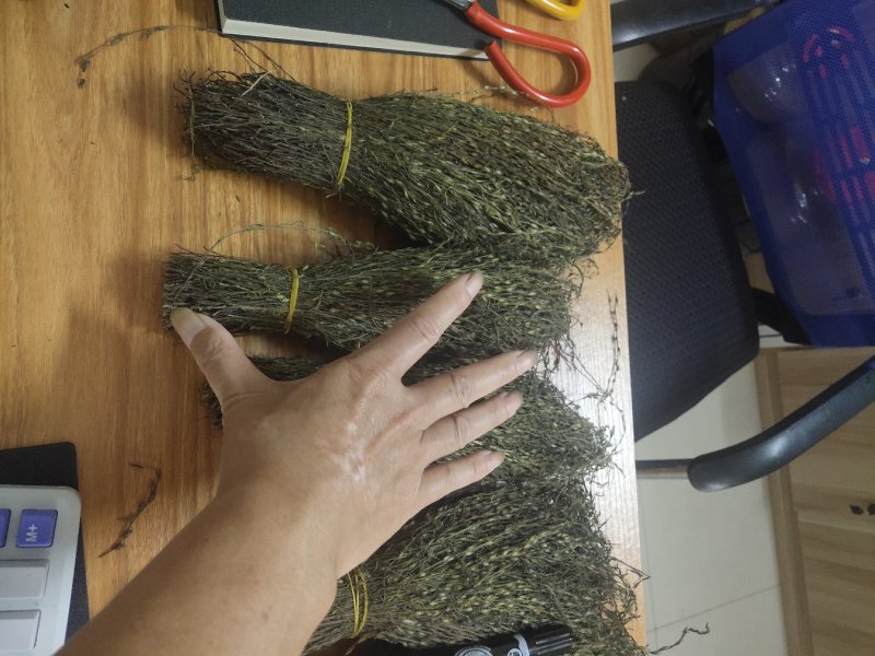 独脚金