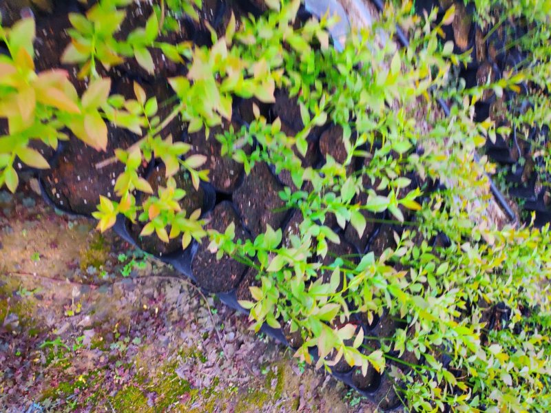 基地大量供应蓝莓苗蓝丰北陆，莱格西都克