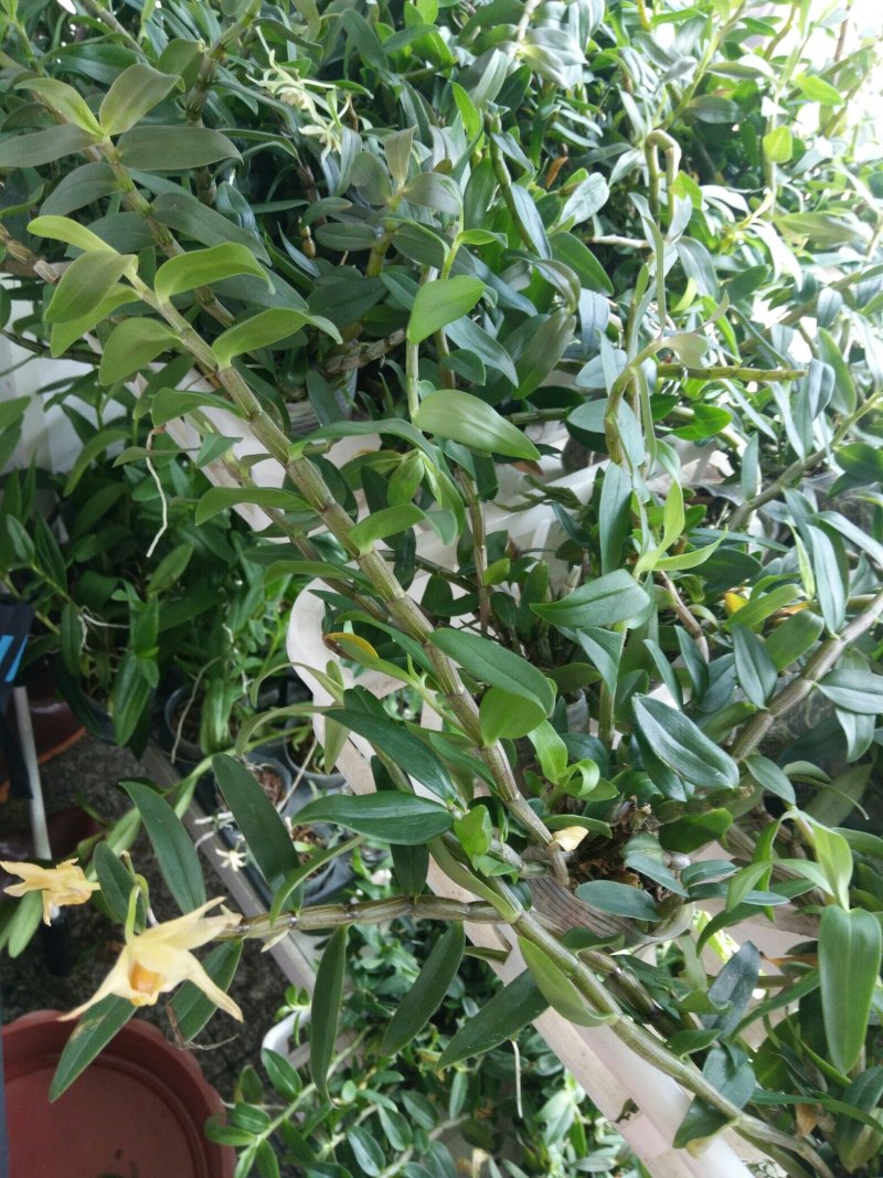 枫斗铁皮石斛金线莲