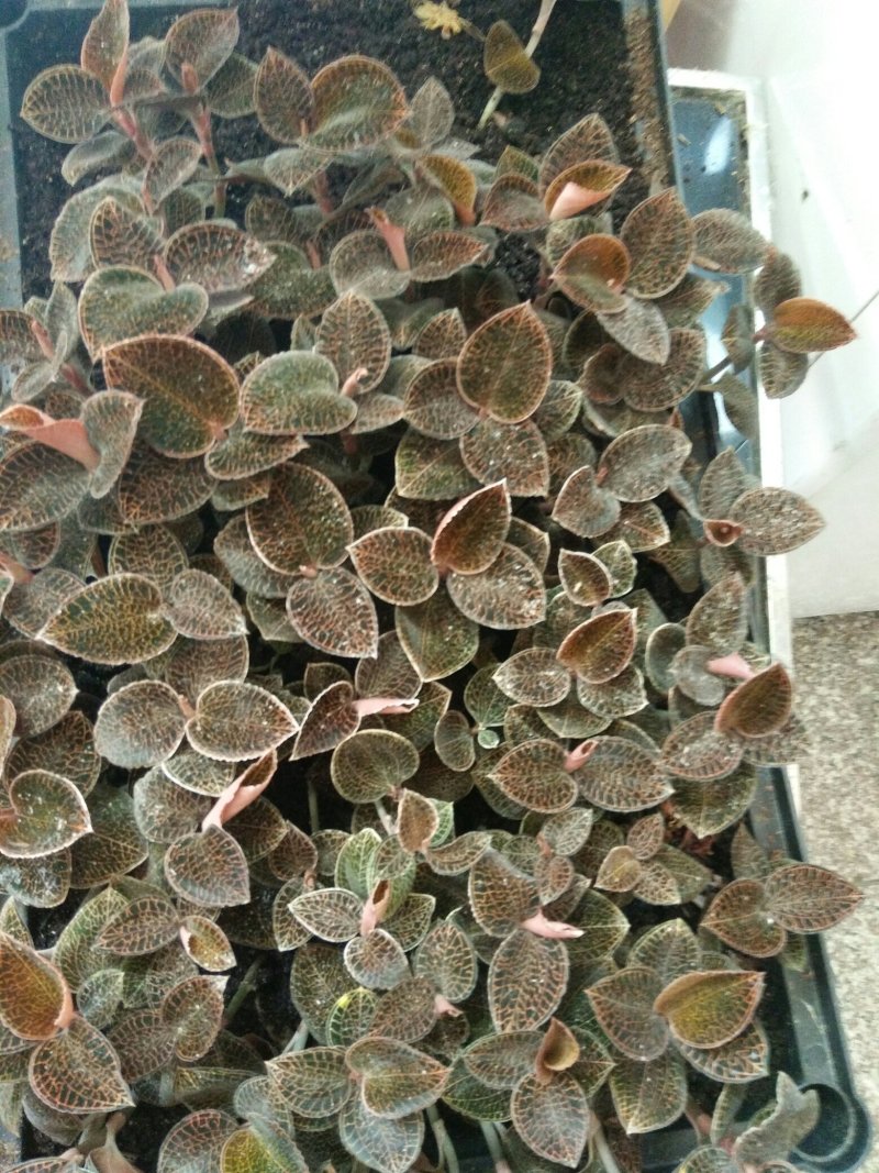 枫斗铁皮石斛金线莲
