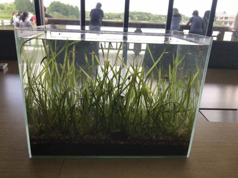 梁子湖纯生态矮化苦草