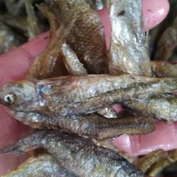 油炸鱼干麦穗鱼嫩子鱼